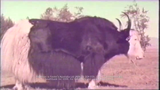 Fat Yak: Yak Attack