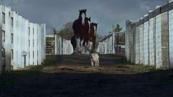 Budweiser: Lost Dog