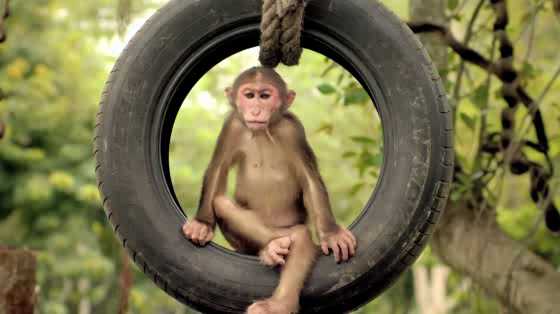 Caltex: Monkeys