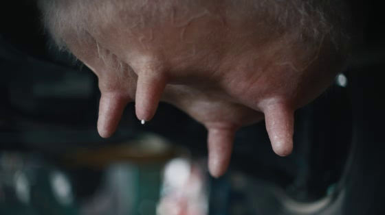 RATESDOTCA: Milk Time For Mittens
