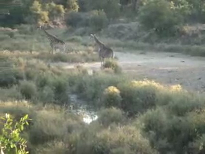 Lynchy on Safari in Africa: Day Two