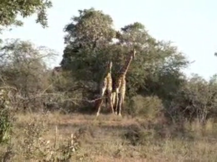 Lynchy on Safari in Africa: Day Six