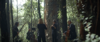 Auckland Council - Biosecurity: A Kauri Cries