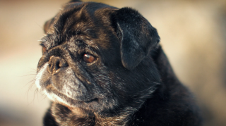 Organic Doggie Treats: Unsullied