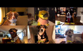 ProBalance: Dogs On Call