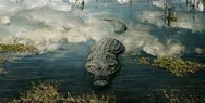 Coleman: Crocodile