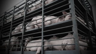 Mercy For Animals: New Normal