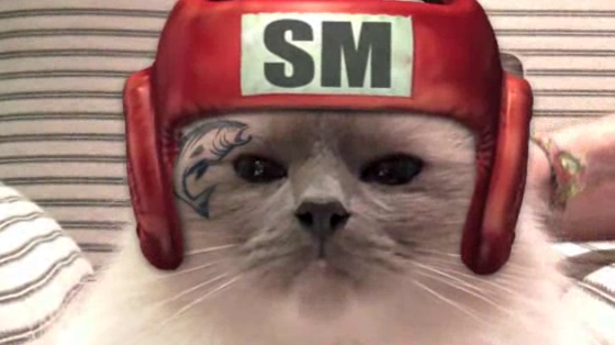 Mars Petcare: Cat vs Mouse