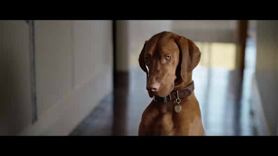 Pedigree: Pedigree SelfieSTIX Duckface