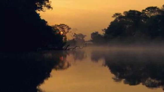 Nat Geo Wild: Jungle