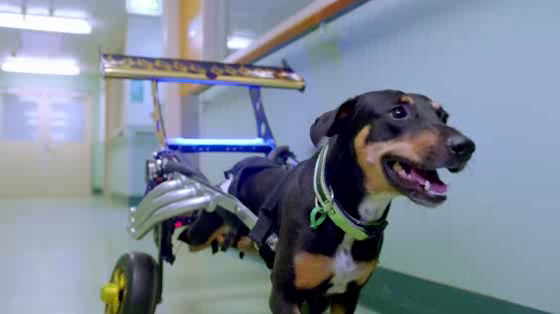 RACV Pet Insurance: Overconfidence Cover - Wheelchair