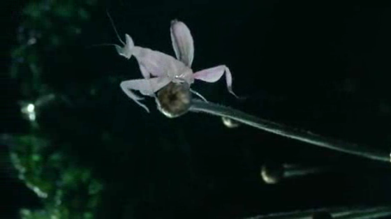 SNCF: Mantis
