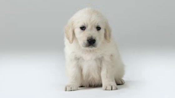 Assistance Dogs: Major Concerns