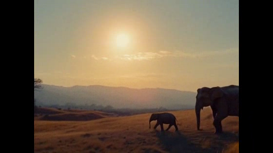 World Animal Protection: Us Still at the Zoo