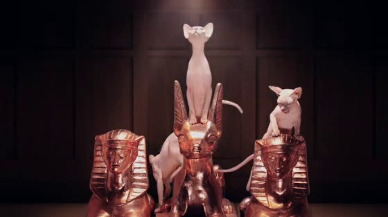 Whiskas Kitten Kollege: Welcome to the Kollege