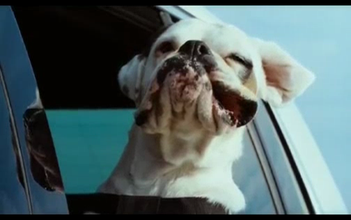 Volkswagen: WoofWagen