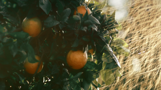 MUBADALA: Oranges