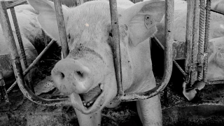 Mercy For Animals: New Normal