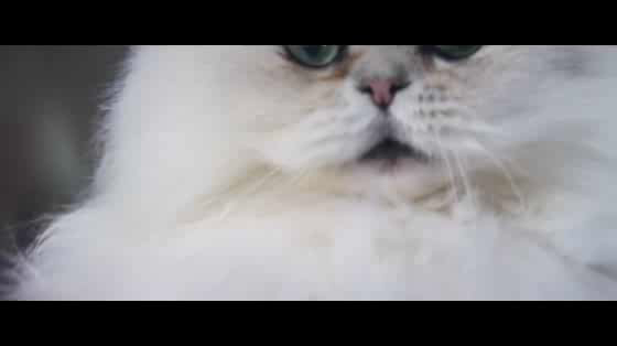 Royal Mail: Meow