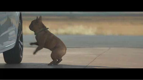 Citroën: Dog stretching