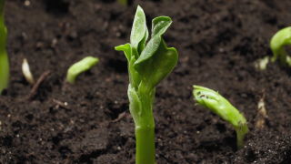 Sheridan Nurseries: The Seed