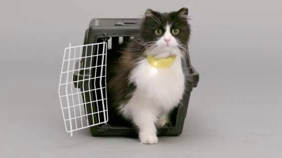 Catterbox: Greetings