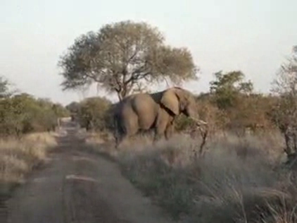 Lynchy on Safari in Africa: Day Three