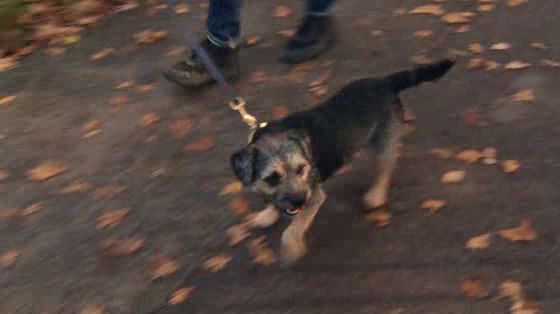 Dogs Trust: Ground Dog Day