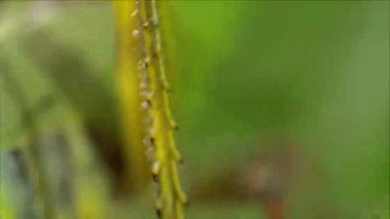 SNCF: Grasshopper