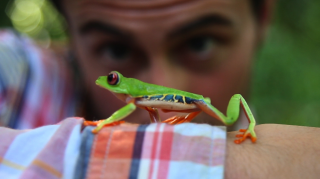 Rainforest Alliance: Follow the Frog