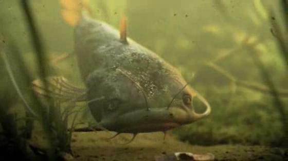 Bundaberg Red: Catfish