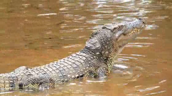 Land Rover: Land Rover 'Non-genuine Animals: Croc'