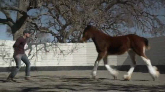 Budweiser: Brotherhood