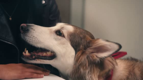 CIBC: Financial Stress Companions
