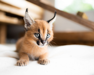 Exotics:  Exotic Bengal, Ocelot, Caracal Kittens Available