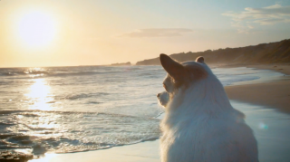 Organic Doggie Treats: Wednesday