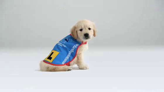 Assistance Dogs: Flea Bags