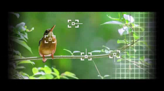 Nikon: WILLBUM