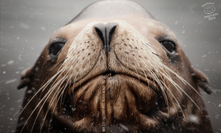 Mercado Libre: Seal