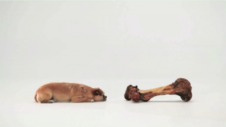 Pedigree: Small Dog Big World