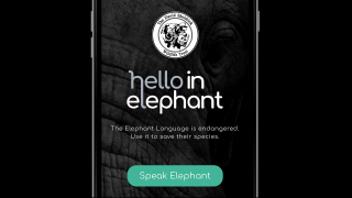 The David Sheldrick Wildlife Trust: Hello in Elephant