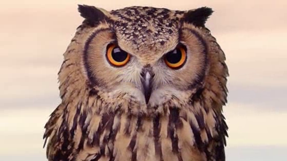 OOHA: Owl Boy
