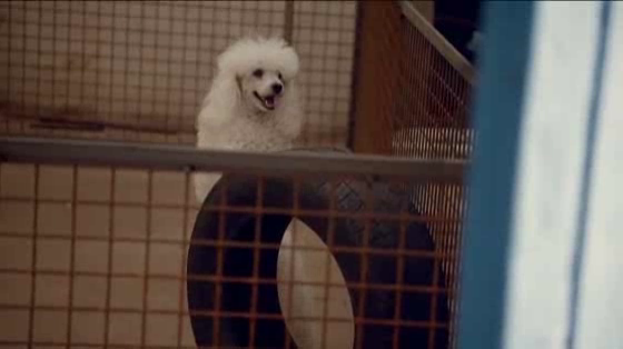 T-Mobile: Wi-Fi Dogs