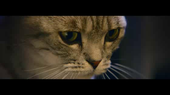 Whiskas: Lamp
