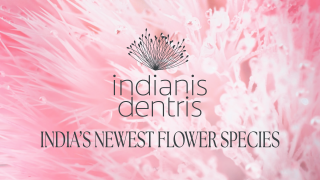 Colgate: Indianis Dentris - Flower 2