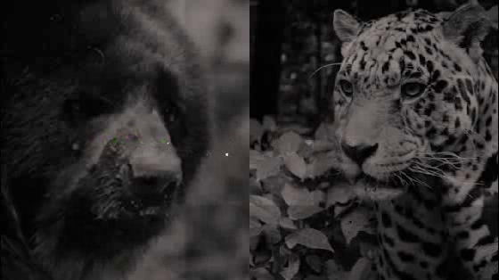 Senda Verde, animal refuge: Versus
