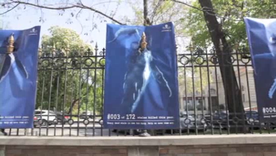 Sea Shepherd Conservation Society: 172 killed whales