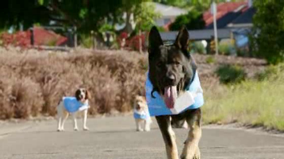 Bupa Pet Insurance: Rescue Dogs