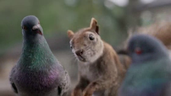 DirecTV: Squirrel