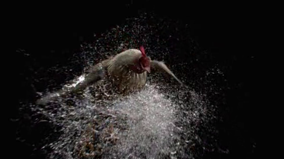 Vatti's Trinity Healthy Dishwasher: Kungfu Water